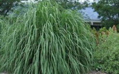 Ravenna Hardy Pampas Grass - 1 Gallon Pot -Garden Care sacccharum ravennae hardy pampas grass 4