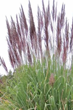 Ravenna Hardy Pampas Grass - 1 Gallon Pot -Garden Care sacccharun ravennae hardy pampas grass 2