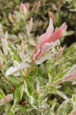 Flamingo Dappled Willow (Shrub Form) - 2 Gallon Pot -Garden Care salix integra flamingo dappled willow bush 3