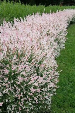 Flamingo Dappled Willow (Shrub Form) - 2 Gallon Pot -Garden Care salix integra flamingo dappled willow bush 4