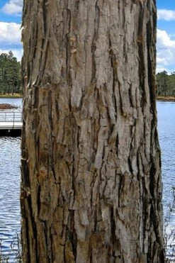 Black Willow Tree (Salix Nigra) - 3 Pack Of 1.5 Quart Pots -Garden Care salix nigra black willow tree 4