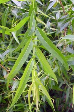 Black Willow Tree (Salix Nigra) - 3 Pack Of 1.5 Quart Pots -Garden Care salix nigra black willow tree 5