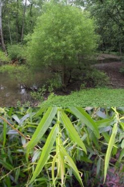 Black Willow Tree (Salix Nigra) - 3 Pack Of 1.5 Quart Pots -Garden Care salix nigra black willow tree 7