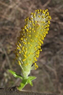 Silky Willow (Salix Sericea) - 3 Pack Of 1.5 Quart Pots 13 Silky Willow (Salix Sericea) - 3 Pack Of 1.5 Quart Pots -Garden Care salix sericea silky willow 2