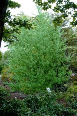 Silky Willow (Salix Sericea) - 3 Pack Of 1.5 Quart Pots 10 Silky Willow (Salix Sericea) - 3 Pack Of 1.5 Quart Pots -Garden Care salix sericea silky willow 5