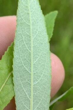 Silky Willow (Salix Sericea) - 3 Pack Of 1.5 Quart Pots 11 Silky Willow (Salix Sericea) - 3 Pack Of 1.5 Quart Pots -Garden Care salix sericea silky willow 6