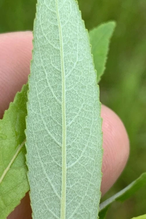 Silky Willow (Salix Sericea) - 3 Pack Of 1.5 Quart Pots 5 Silky Willow (Salix Sericea) - 3 Pack Of 1.5 Quart Pots - Image 5