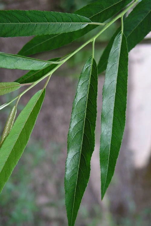 Silky Willow (Salix Sericea) - 3 Pack Of 1.5 Quart Pots 1 Silky Willow (Salix Sericea) - 3 Pack Of 1.5 Quart Pots