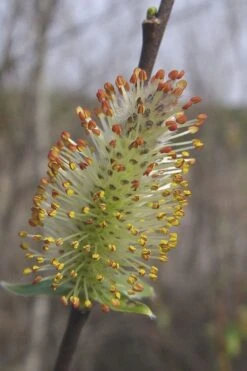 Silky Willow (Salix Sericea) - 3 Pack Of 1.5 Quart Pots 12 Silky Willow (Salix Sericea) - 3 Pack Of 1.5 Quart Pots -Garden Care salix sericea silky willow 8