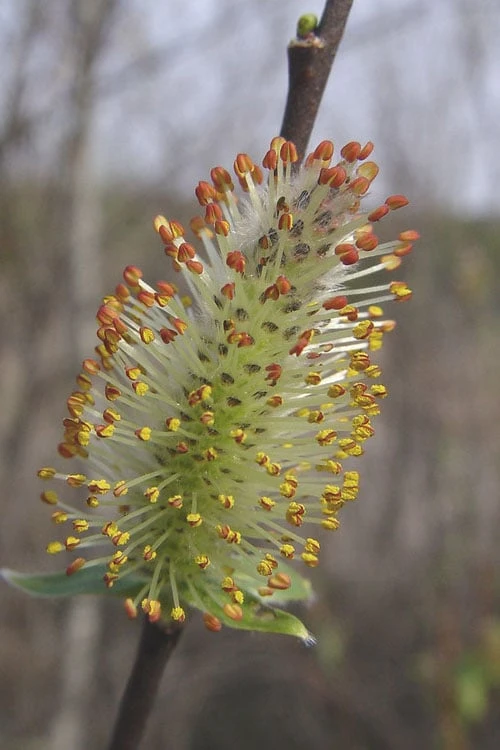 Silky Willow (Salix Sericea) - 3 Pack Of 1.5 Quart Pots 6 Silky Willow (Salix Sericea) - 3 Pack Of 1.5 Quart Pots - Image 6