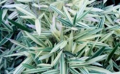 Albostriata Variegated Bamboo (Sam Bamboo) - Sasaella Masamuneana Albostriata - 1 Gallon Pot 7 Albostriata Variegated Bamboo (Sam Bamboo) - Sasaella Masamuneana Albostriata - 1 Gallon Pot -Garden Care sam variegated bamboo