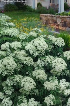 American Elderberry (Sambucus Nigra Canadensis) - 6 Pack Of 1 Gallon Pots -Garden Care sambucus nigra canadensis common elderberry 12 1