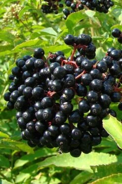 American Elderberry (Sambucus Nigra Canadensis) - 6 Pack Of 1 Gallon Pots -Garden Care sambucus nigra canadensis common elderberry 4