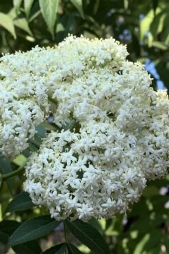 Bob Gordon American Elderberry (Sambucus Canadensis) - 1 Gallon Pot -Garden Care sambucus nigra canadensis common elderberry 9