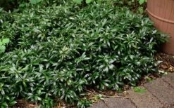 Fragrant Mountain Sweetbox (Sarcococca) - 2 Gallon Pot 13 Fragrant Mountain Sweetbox (Sarcococca) - 2 Gallon Pot -Garden Care sarcoccoca hookeriana sarsid 1 fragrant valley sweetbox 9