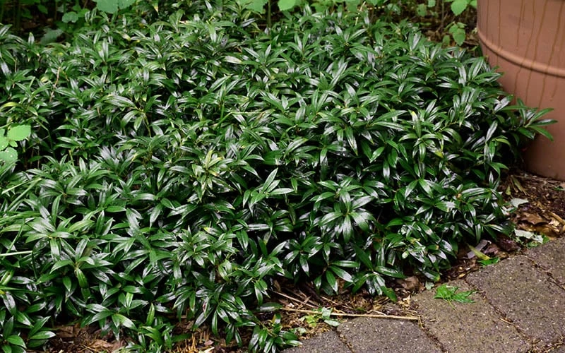 Fragrant Mountain Sweetbox (Sarcococca) - 2 Gallon Pot 7 Fragrant Mountain Sweetbox (Sarcococca) - 2 Gallon Pot - Image 7