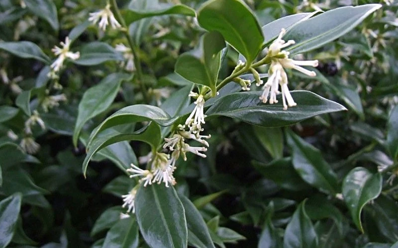 Fragrant Mountain Sweetbox (Sarcococca) - 2 Gallon Pot 5 Fragrant Mountain Sweetbox (Sarcococca) - 2 Gallon Pot - Image 5