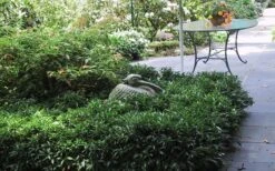 Fragrant Mountain Sweetbox (Sarcococca) - 2 Gallon Pot 12 Fragrant Mountain Sweetbox (Sarcococca) - 2 Gallon Pot -Garden Care sarcoccoca hookeriana sarsid 2 fragrant mountain sweetbox 3