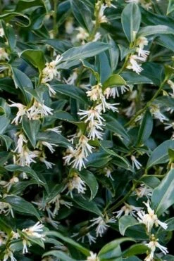 Fragrant Mountain Sweetbox (Sarcococca) - 2 Gallon Pot 10 Fragrant Mountain Sweetbox (Sarcococca) - 2 Gallon Pot -Garden Care sarcoccoca hookeriana sarsid 2 fragrant mountain sweetbox 4