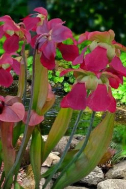 Bug Bat Pitcher Plant (Sarracenia) - 2.5 Quart Pot -Garden Care sarracenia bug bat pitcher plant 1