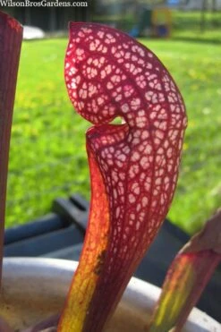 Scarlet Belle Pitcher Plant (Sarracenia) - 2.5 Quart Pot -Garden Care sarracenia scarlet belle pitcher plant 2