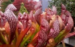 Scarlet Belle Pitcher Plant (Sarracenia) - 2.5 Quart Pot -Garden Care sarracenia scarlet belle pitcher plant 3