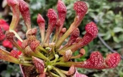 Scarlet Belle Pitcher Plant (Sarracenia) - 2.5 Quart Pot -Garden Care sarracenia scarlet belle pitcher plant 4