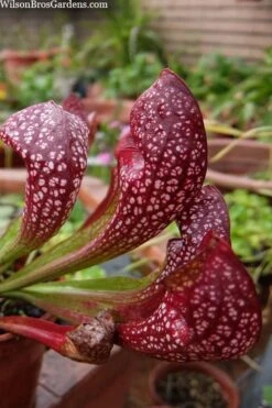 Scarlet Belle Pitcher Plant (Sarracenia) - 2.5 Quart Pot -Garden Care sarracenia scarlet belle pitcher plant 5