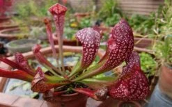 Scarlet Belle Pitcher Plant (Sarracenia) - 2.5 Quart Pot -Garden Care sarracenia scarlet belle pitcher plant 6