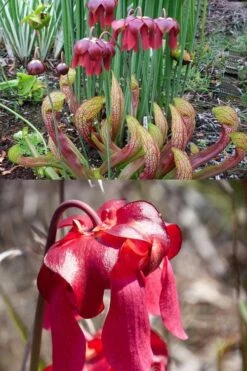 Scarlet Belle Pitcher Plant (Sarracenia) - 2.5 Quart Pot -Garden Care sarracenia scarlet belle pitcher plant 8