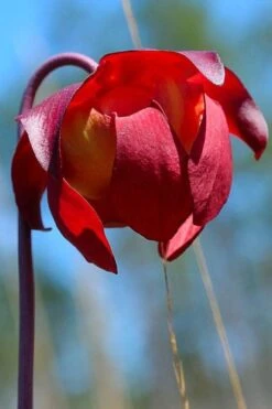 Scarlet Belle Pitcher Plant (Sarracenia) - 2.5 Quart Pot -Garden Care sarracenia scarlet belle pitcher plant 9