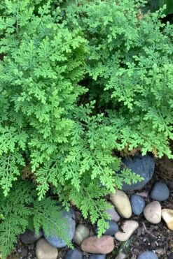Arborvitae Fern (Selaginella Braunii) - 1 Gallon Pot 8 Arborvitae Fern (Selaginella Braunii) - 1 Gallon Pot -Garden Care selaginella braunii arborvitae fern 2