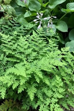 Arborvitae Fern (Selaginella Braunii) - 1 Gallon Pot 9 Arborvitae Fern (Selaginella Braunii) - 1 Gallon Pot -Garden Care selaginella braunii arborvitae fern 3