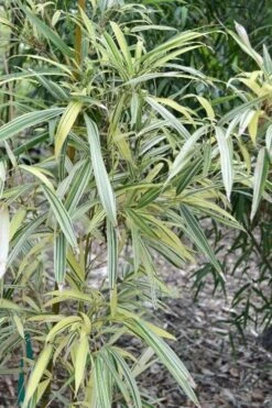 Variegated Chinese Temple Bamboo - Sinobambusa Tootsik 'Albostriata' - 3 Gallon Pot -Garden Care sinobambusa toosik albostriata variegated temple bamboo 1