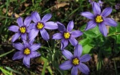 Moody Blues Blue-Eyed Grass (Sisyrinchium) - 1 Gallon Pot -Garden Care sisyrinchium idahoense macounii moody blues blue eyed grass 4