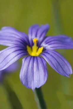 Moody Blues Blue-Eyed Grass (Sisyrinchium) - 1 Gallon Pot -Garden Care sisyrinchium idahoense macounii moody blues blue eyed grass 5