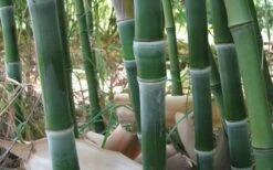 Solid Stem Bamboo - Phyllostachys Heteroclada - 3 Gallon Pot (2-4') -Garden Care solid stem bamboo 1