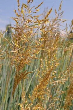 Indian Steel Blue Prairie Grass (Sorghastrum Nutans) - 1 Gallon Pot -Garden Care sorghastrum nutans indian steel blue prairie grass 2