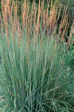 Indian Steel Blue Prairie Grass (Sorghastrum Nutans) - 1 Gallon Pot -Garden Care sorghastrum nutans indian steel blue prairie grass 4