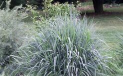 Indian Steel Blue Prairie Grass (Sorghastrum Nutans) - 1 Gallon Pot -Garden Care sorghastrum nutans indian steel blue prairie grass 5