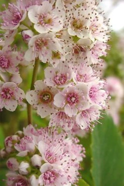 White Meadowsweet (Spirea Alba) - 3 Gallon Pot -Garden Care spirea alba white meadowsweet 7