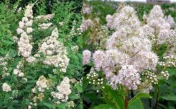 White Meadowsweet (Spirea Alba) - 3 Gallon Pot -Garden Care spirea alba white meadowsweet 9