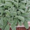 Silky Fleece Dwarf Lambs Ear (Stachys Byzantina) - 5 Pack Of Quarts Pots