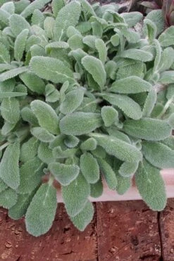 Silky Fleece Dwarf Lambs Ear (Stachys Byzantina) - 5 Pack Of Quarts Pots
