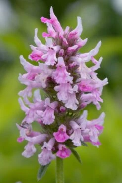 Summer Crush Betony (Stachys) - 1 Gallon Pot -Garden Care stachys summer crush betony 3