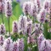 Summer Crush Betony (Stachys) - 1 Gallon Pot