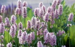 Summer Crush Betony (Stachys) - 1 Gallon Pot -Garden Care stachys summer crush betony 5