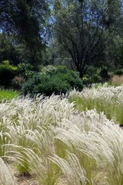 Peruvian Feather Grass (Stipa Ichu) - 1 Gallon Pot -Garden Care stipa ichu peruvian feather grass 12
