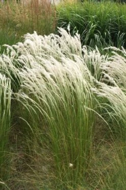 Peruvian Feather Grass (Stipa Ichu) - 1 Gallon Pot -Garden Care stipa ichu peruvian feather grass 14
