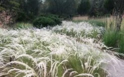 Peruvian Feather Grass (Stipa Ichu) - 1 Gallon Pot -Garden Care stipa ichu peruvian feather grass 4